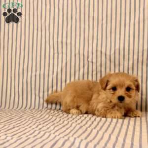 Kathy, Maltipoo Puppy